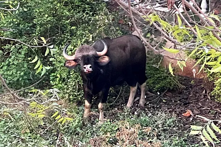 Tribal man killed in bison attack in Ernakulam