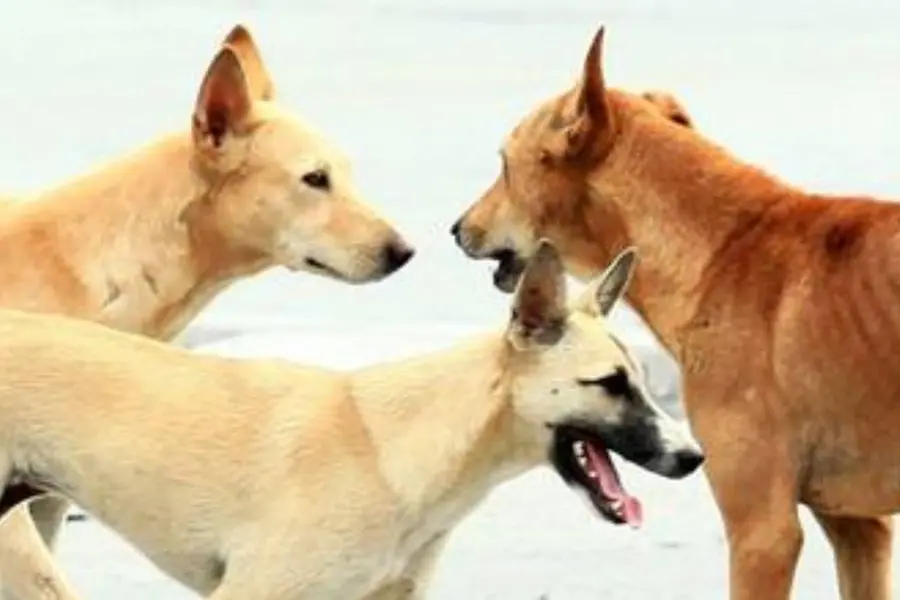 Kerala govt's ABC programme hits roadblock with only 32,061 dogs being vaccinated