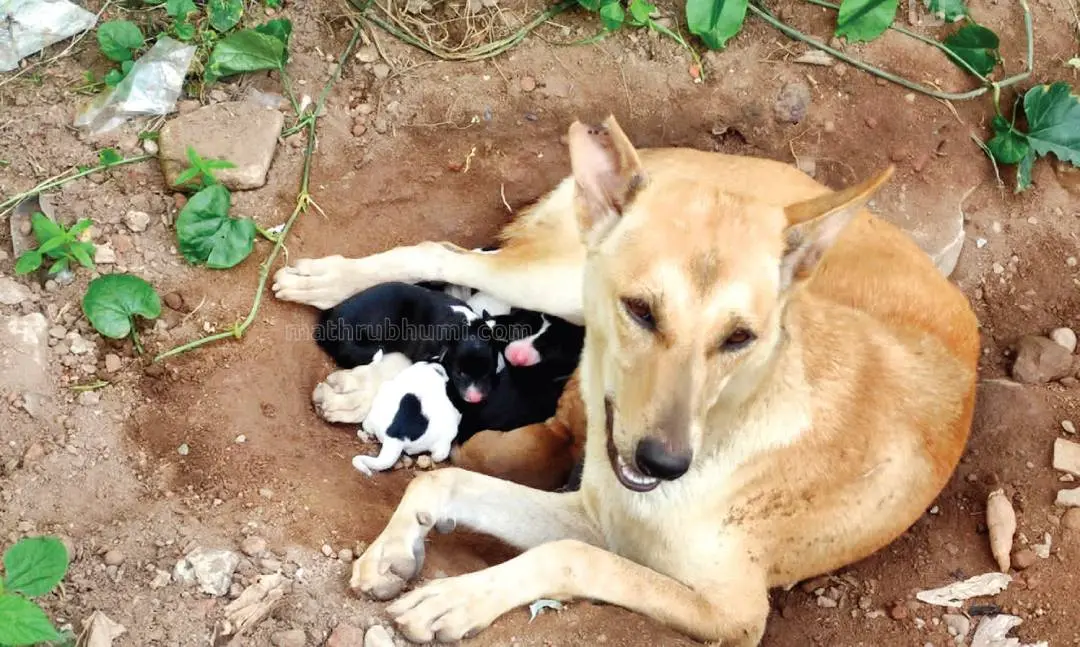 The sterilised dog with puppies