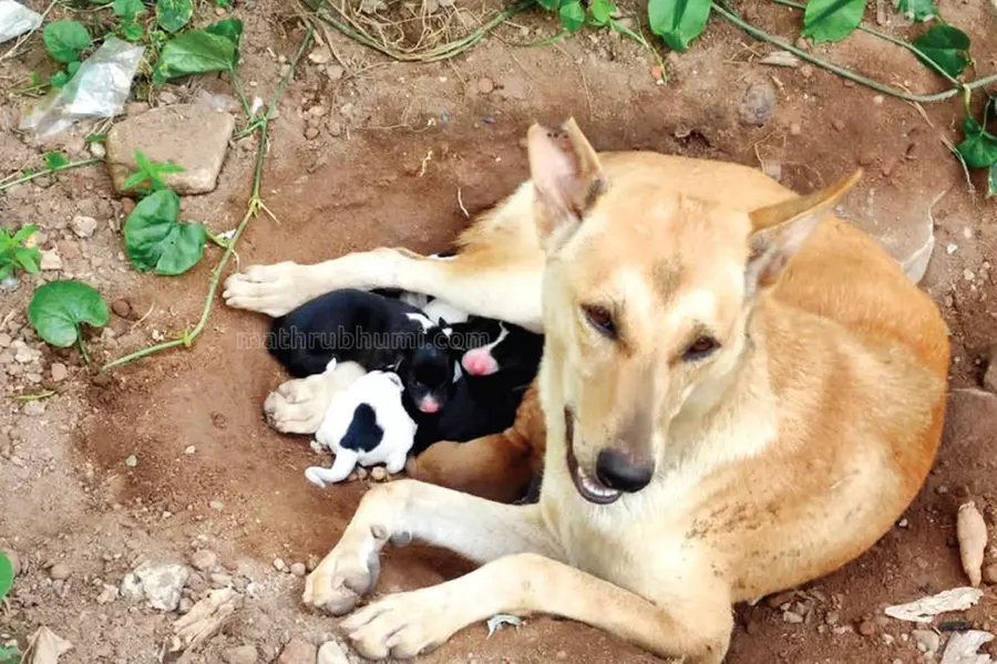 Dog sterilised by Kollam Municipal Corporation delivers puppies