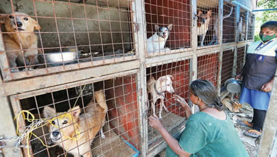 Ammini's shelter home for stray dogs | Photo: EV Rakesh