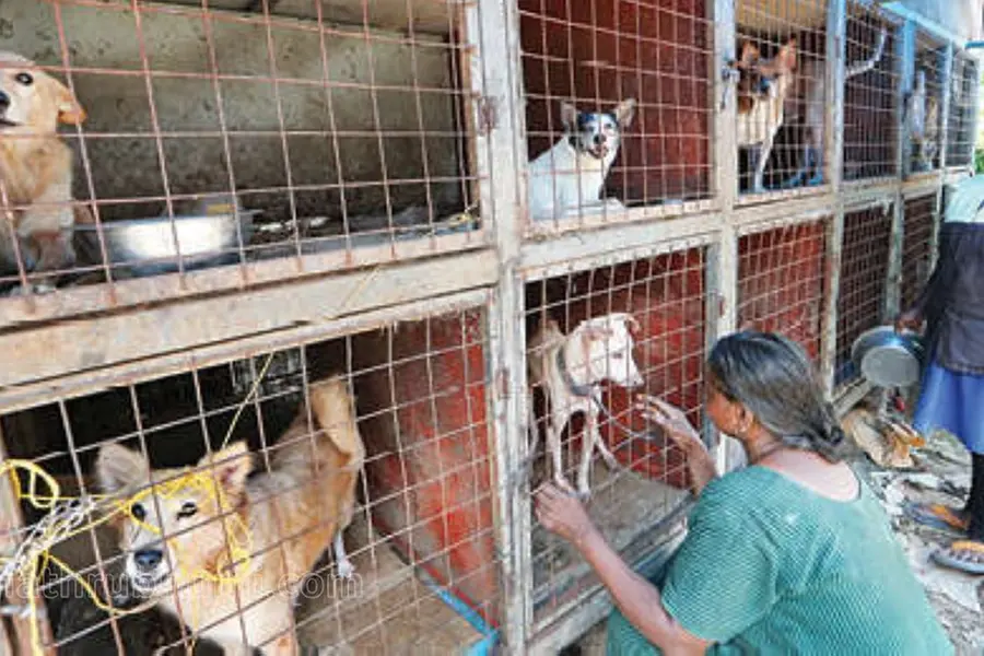 Family bestows shelter for 52 dogs at home on 3 cents challenging financial restraints
