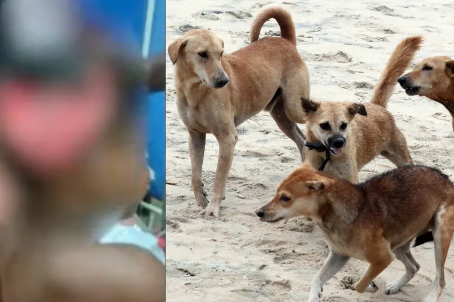 Pack of stray dogs attacks 4-yr-old boy in Malappuram