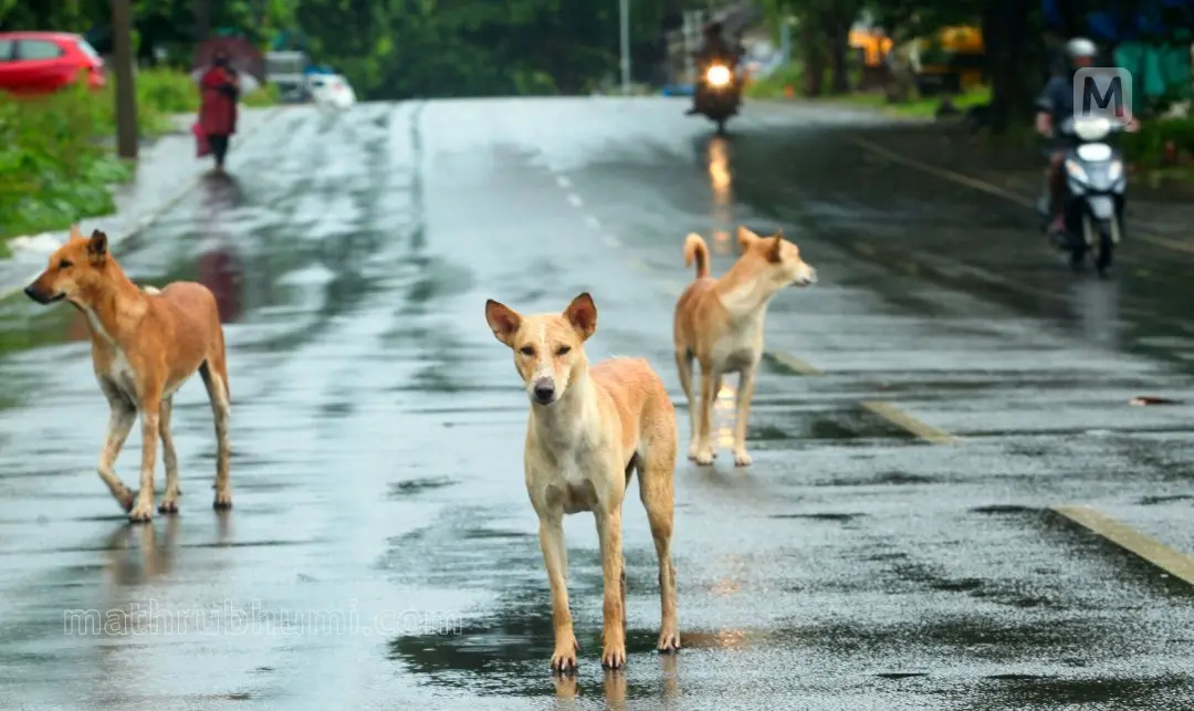 Representative image | Photo: Mathrubhumi