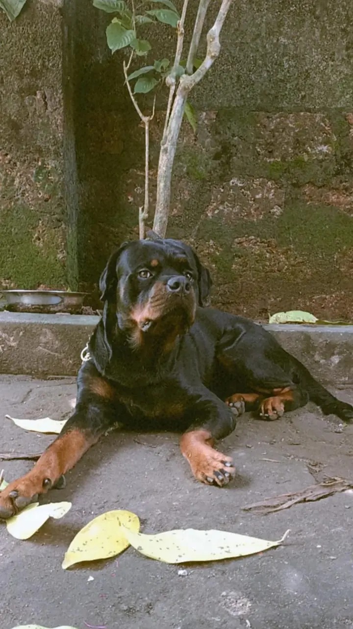 pet dog