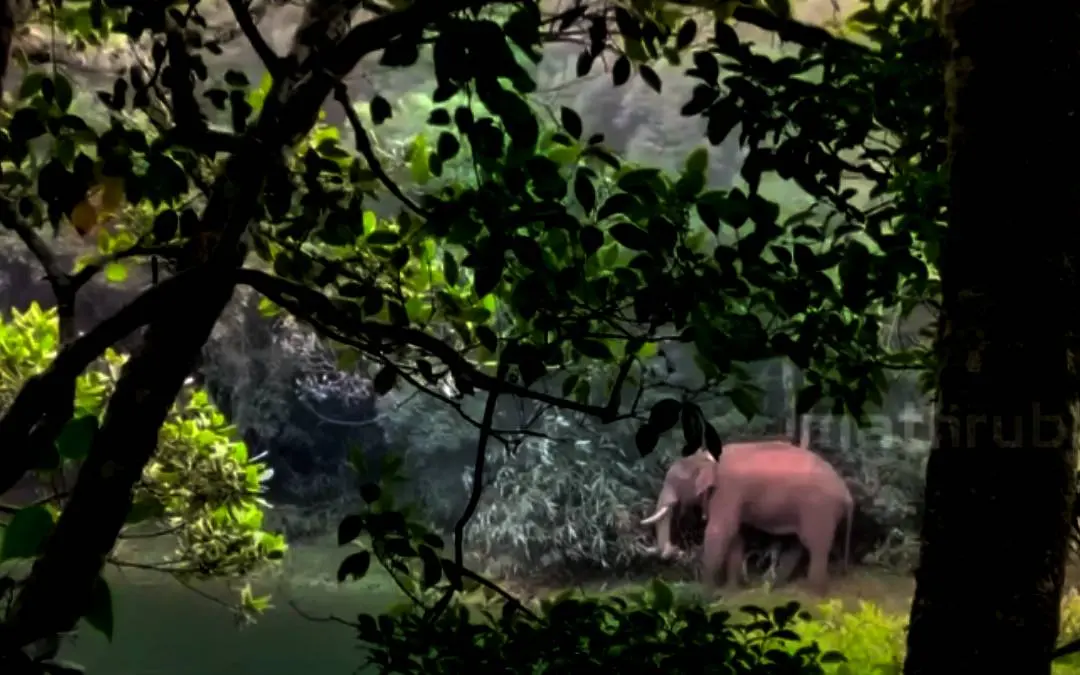 Arikomban in Kanyakumari wildlife sanctuary | Photo: Screengrab/Mathrubhumi News