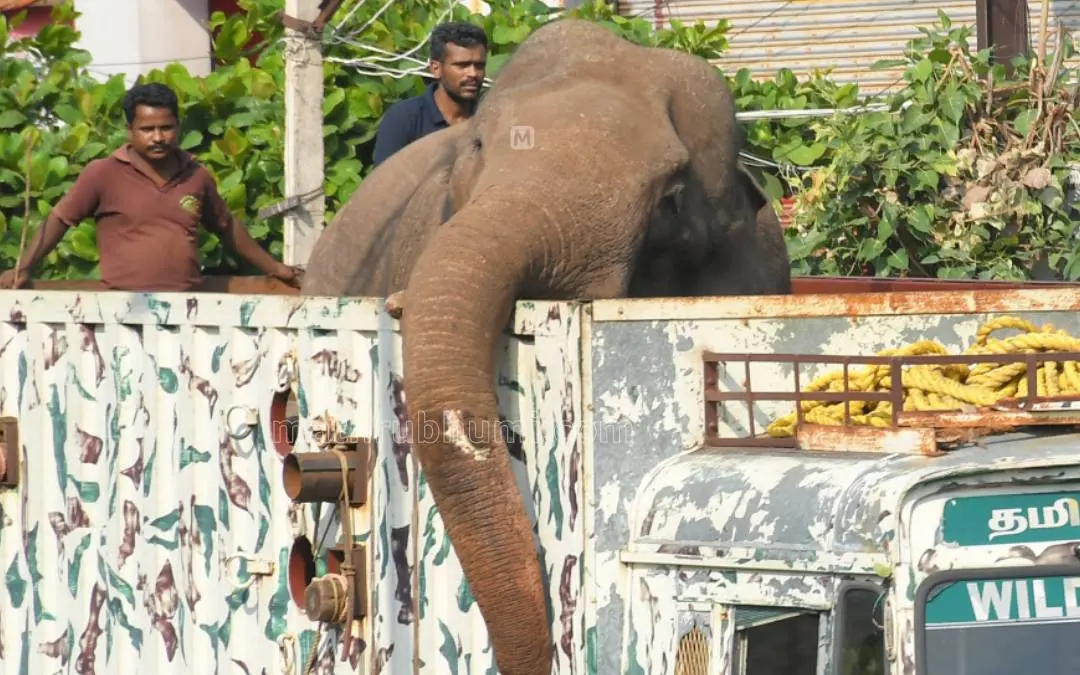 അരിക്കൊമ്പന് | Photo: Mathrubhumi