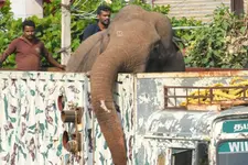 അരിക്കൊമ്പന്‍ വിഷയം വീണ്ടും സുപ്രീം കോടതിയിലേക്ക്; ഇനി മയക്കുവെടി വെക്കരുതെന്ന് ആവശ്യപ്പെട്ട് ഹർജി
