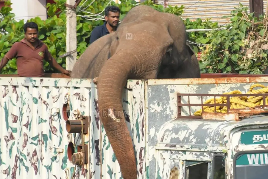 അരിക്കൊമ്പന് വിഷയം വീണ്ടും സുപ്രീം കോടതിയിലേക്ക്; ഇനി മയക്കുവെടി വെക്കരുതെന്ന് ആവശ്യപ്പെട്ട് ഹർജി