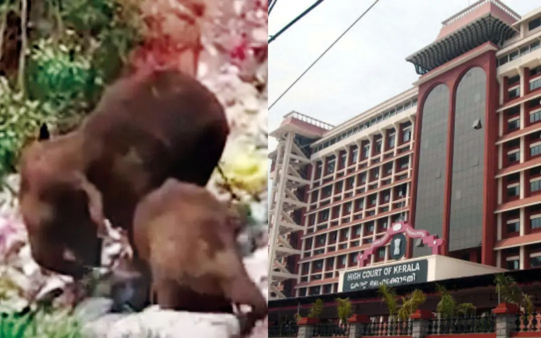 Wild elephants feeding on plastic waste in Chinnakanal. | Photo: Screen grab, PTI