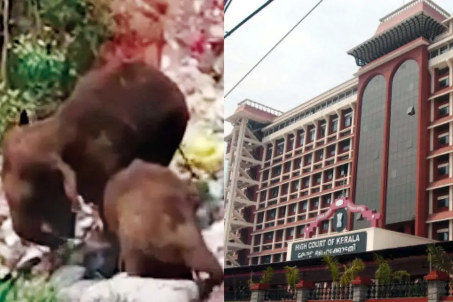 Video of elephants feeding on plastic garbage in Chinnakanal shocks Kerala HC