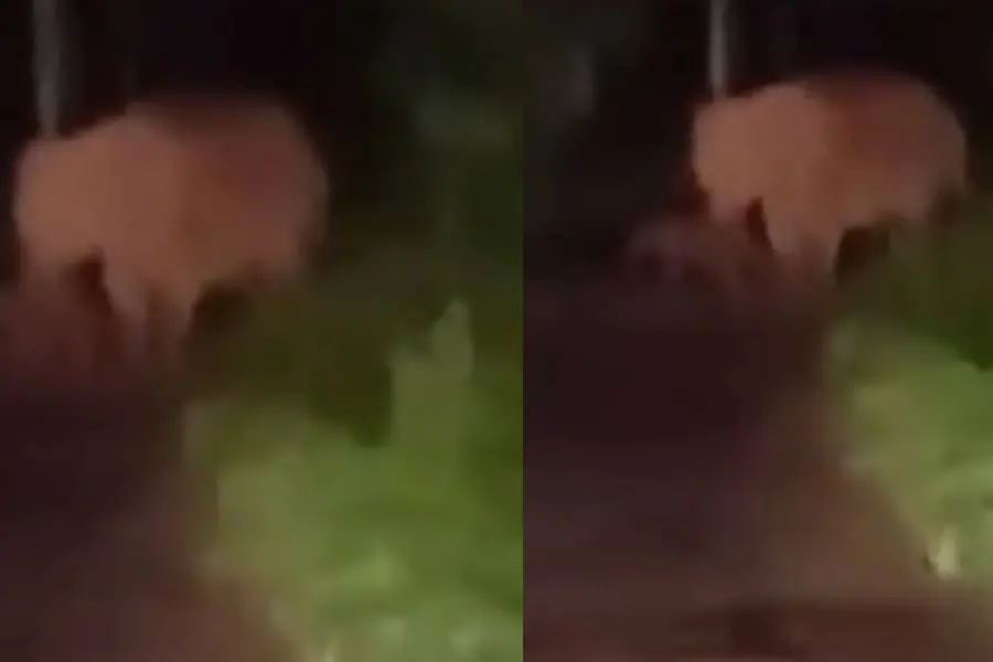 Wild jumbo delivers baby on road in Kannur | Video