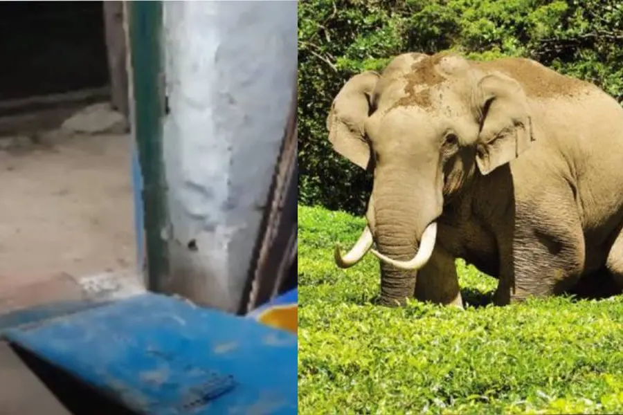 Wild tusker Padayappa reemerges after days of absence, vandalises ration shop in Munnar