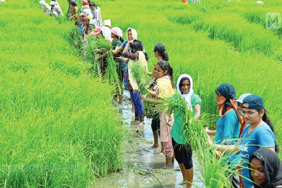 Paddy procurement: Kerala farmers await disbursal of Rs 557 cr from Supplyco