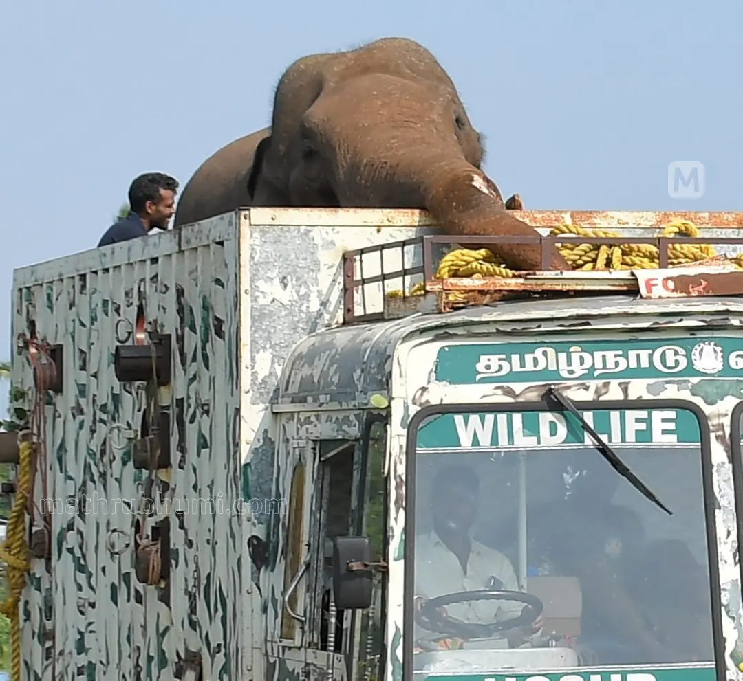 Photo: Sreejith P Raj/ Mathrubhumi