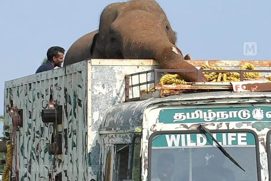 Arikomban: The state of being homeless!
