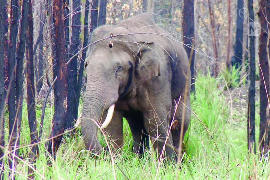Arikomban released at Mundanthurai Tiger Reserve after treating injury on trunk