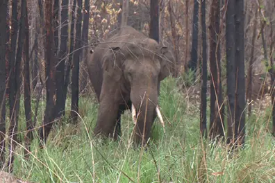 Arikomban in deep forests of Meghamalai