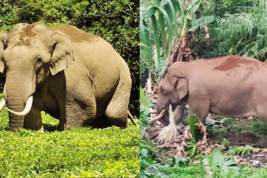 Popular wild tusker Padayappa missing from Munnar for several days