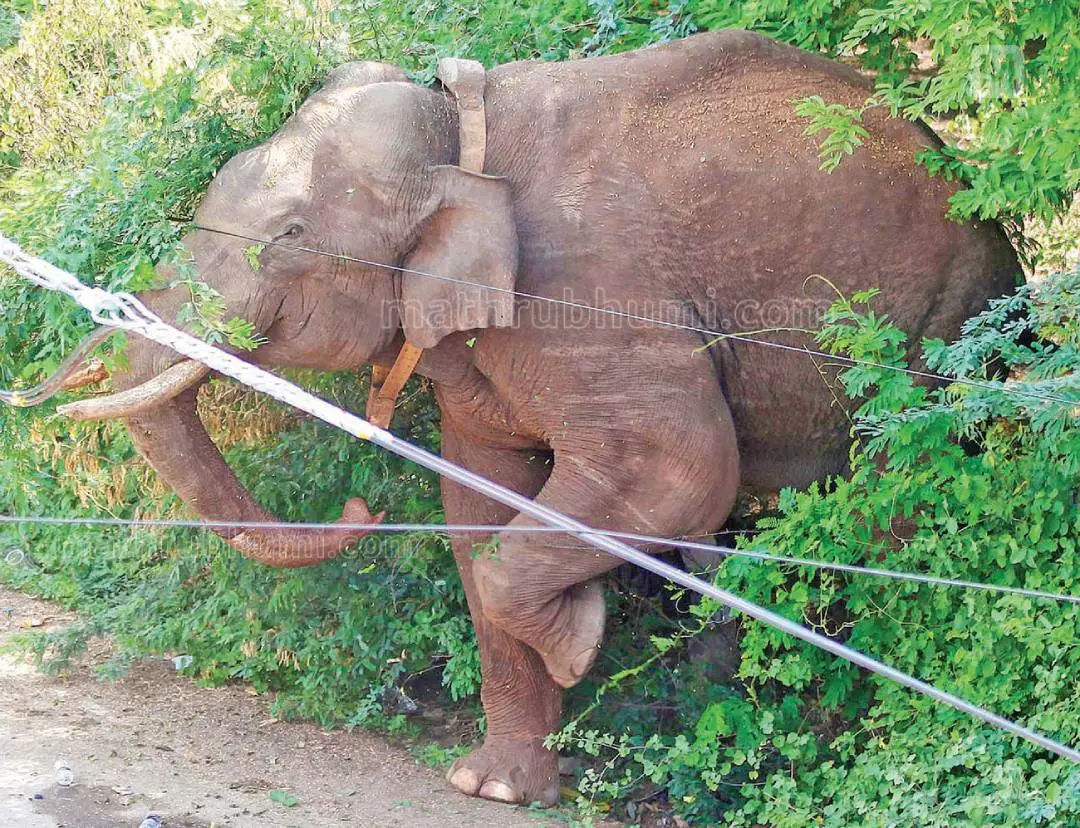 Arikomban in Cumbum | Photo: Mathrubhumi / Sreejith P Raj