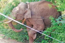അരിക്കൊമ്പനെ പിടിക്കാന്‍ വൈദഗ്ധ്യമുള്ള ആദിവാസികളും; ഉള്‍ക്കാട്ടിലേക്ക് കയറിയില്ലെങ്കില്‍ മയക്കുവെടി
