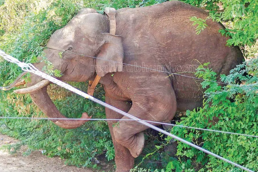 Arikomban spotted near residential area; Darting team, forest dept on guard