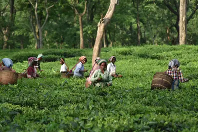 Decades-old agricultural lands cannot be declared ecologically fragile regions: Kerala HC