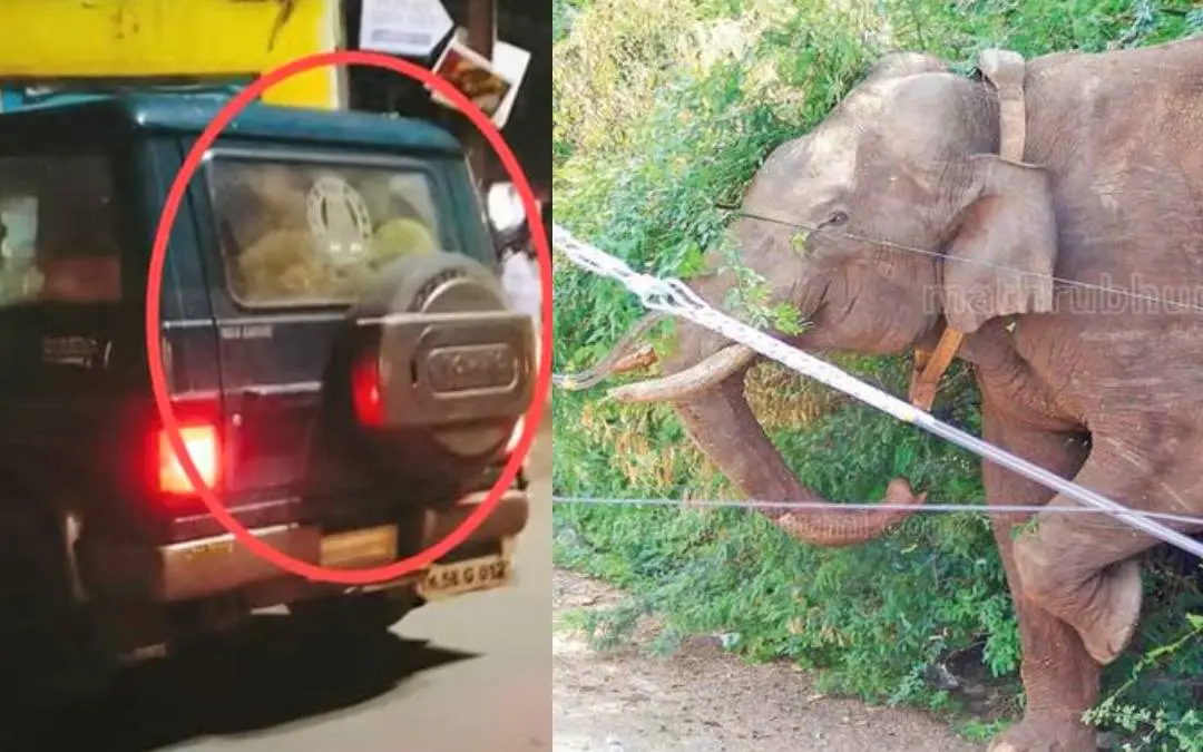 TN forest department's vehicle carrying rice for Arikomban, Arikomban | Photo: Mathrubhumi