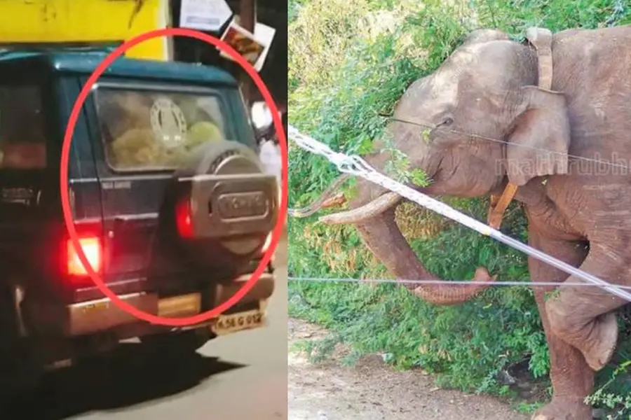 TN Forest Dept arranges rice, banana for Arikomban in forest; Tusker is healthy, says Cumbum MLA