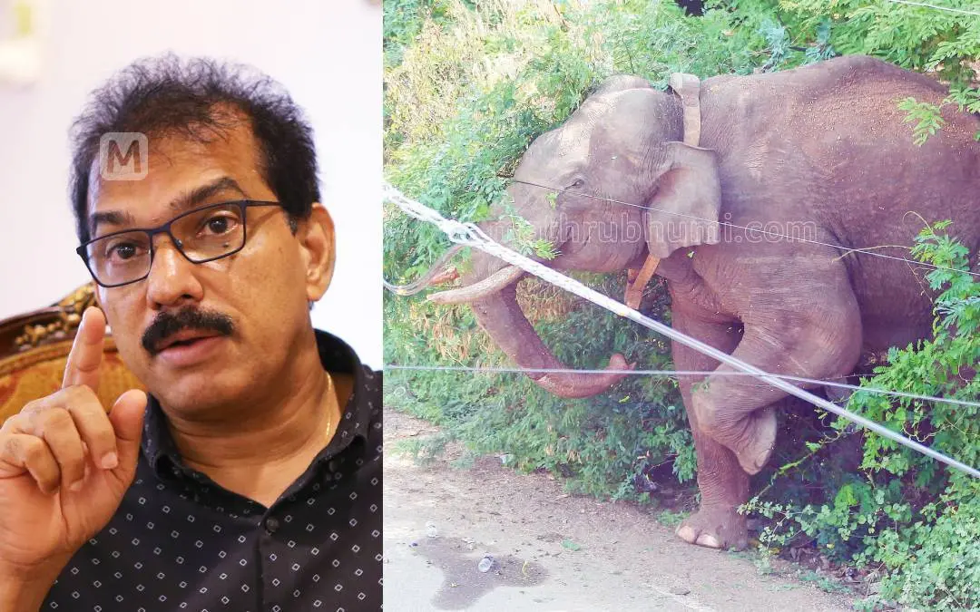 സാബു എം. ജേക്കബ്, അരിക്കൊമ്പന് | ഫോട്ടോ: മാതൃഭൂമി