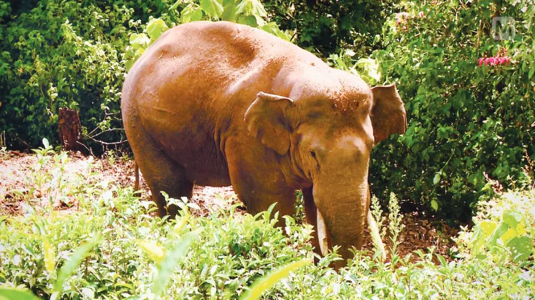 Arikomban | File Photo: Mathrubhumi