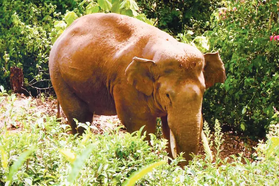 Arikomban enters inhabited area again; spotted near Kumily Town
