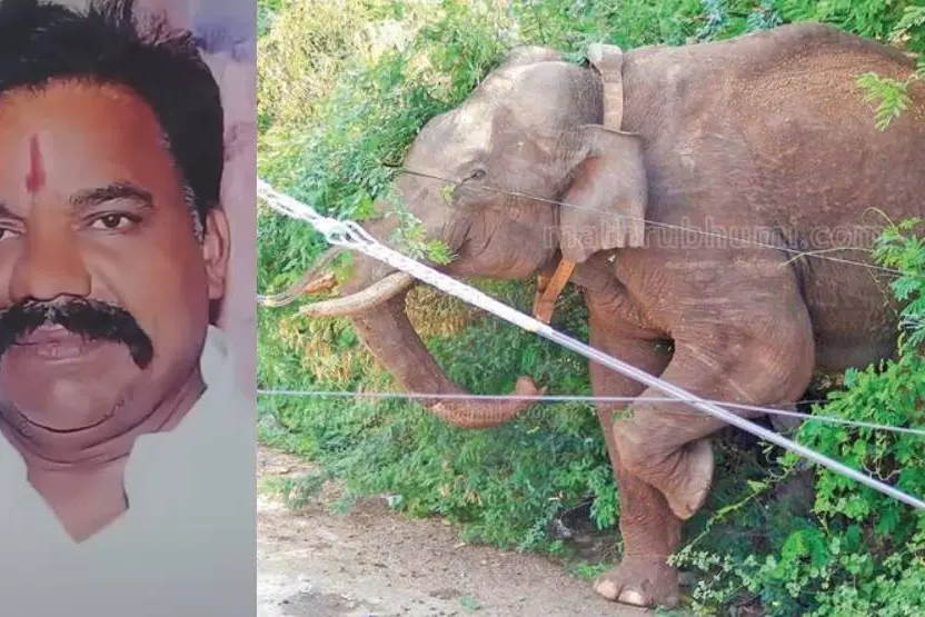 TN man who sustained injuries dodging Arikomban attack dies
