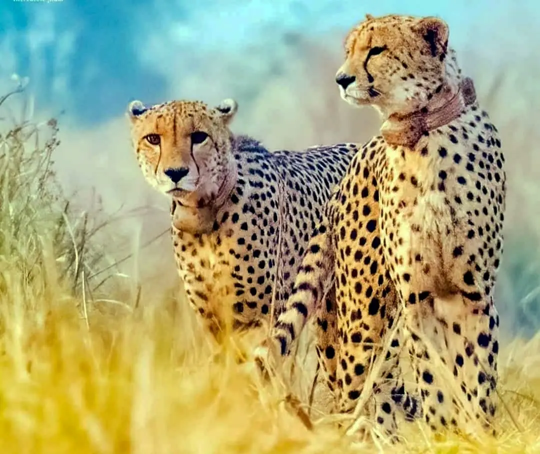 Cheetahs Elton and Freddie popularly known as Rockstars released in the wild in Kuno National Park in Sheopur district MP | File photo: PTI