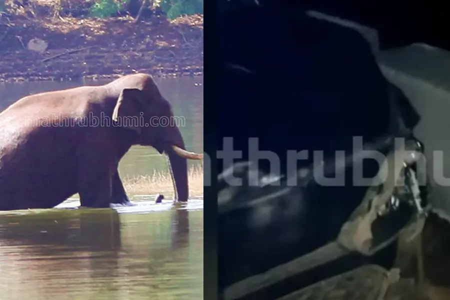 4 injured as car hits Chakkakomban in Idukki; wild tusker destroys vehicle