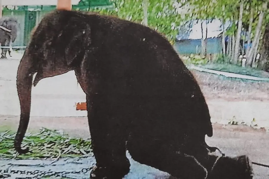 Should elephants ever be held captive?