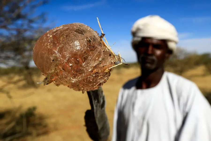 Sudan war major blow for gum arabic business