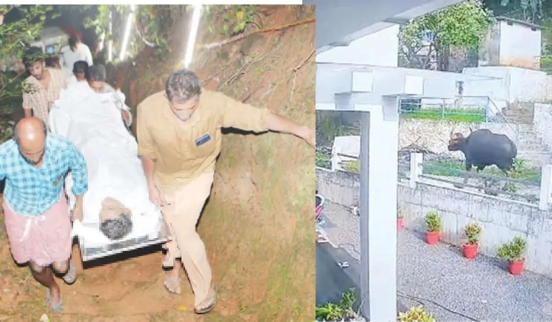 Deadbody of Antony who was killed in Bison attack being brought to his residence on Friday(May 19).