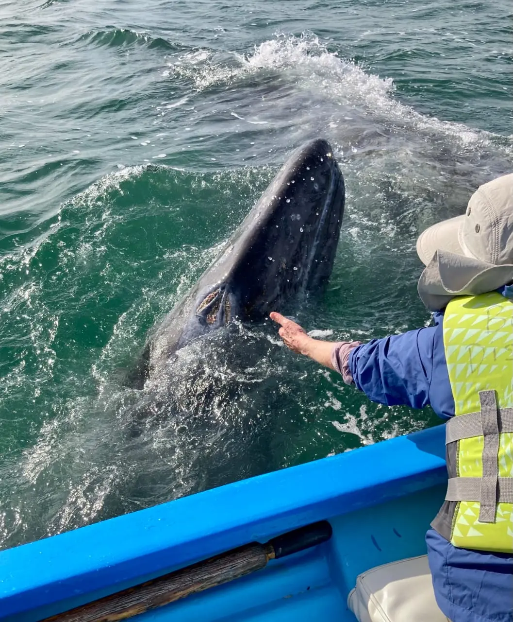 Gray whale