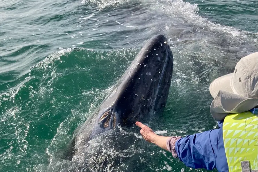 How to pet a gray whale