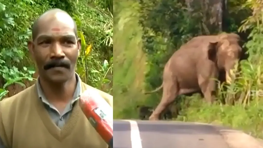 Sakthivel, the wild elephant that he scolded | Photo: Screengrab/Mathrubhumi News
