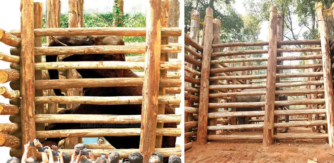 PT 7 inside a cage in Dhoni | Photo: Mathrubhumi