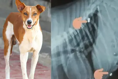 X-ray of 2 dogs from Palakkad, Thrissur show presence of gun pellets; 'organised training' suspected