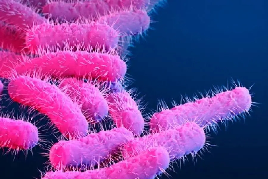 Shigellosis diagnosed in 3 children in Palakkad; know more about Shigella bacteria, precautions
