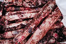 Kerala explosive haul: 8000 gelatin sticks found abandoned in Palakkad