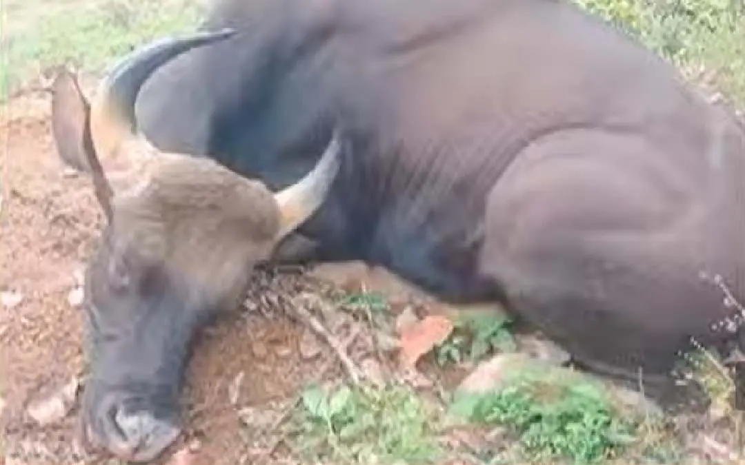 Bison attacked man in Kollam found dead | Videograb/Mathrubhumi News