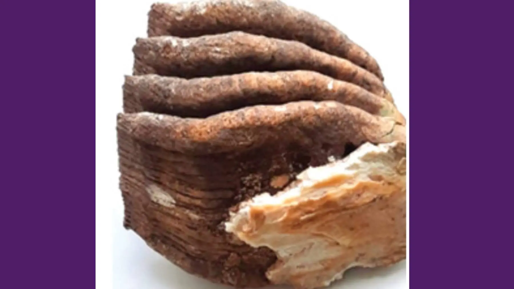Elephant tooth recovered from the gang in Muthanga on May 15.