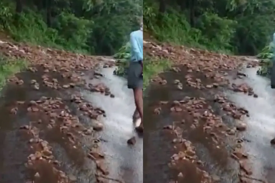 Mudslide washed away 1 acre of rubber plantation at Panthalloor in Malappuram