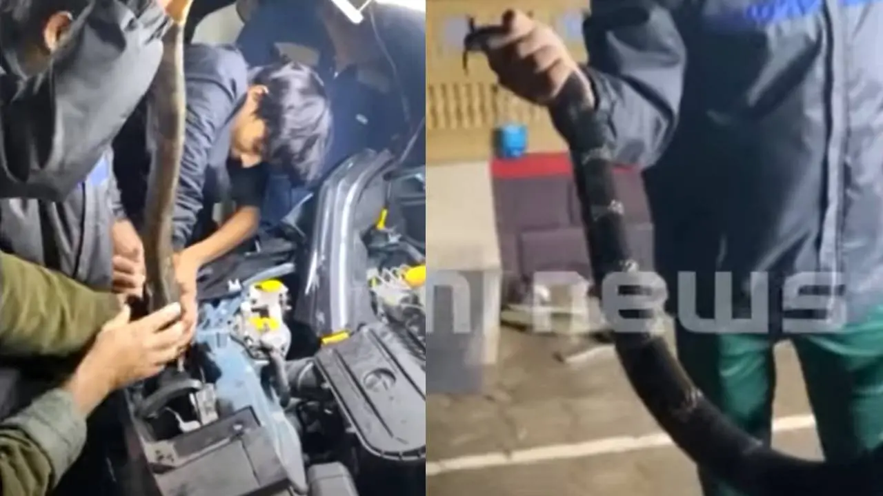 King Cobra inside car | Photo: Mathrubhumi News Screengrab