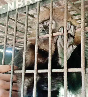 Nilgiri Langur inside a cage of Rapid Response Team